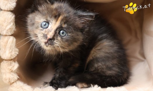 Katze Maila (Foto by Tiereck.at - Lavanttaler Tierhilfe)