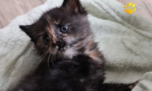 Katze Maila (Foto by Tiereck.at - Lavanttaler Tierhilfe)