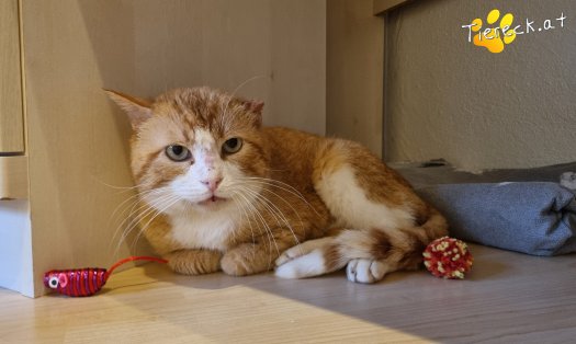 Katze Cookie (Foto by Tiereck.at - Lavanttaler Tierhilfe)