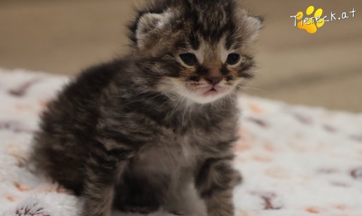 Katze Taavi (Foto by Tiereck.at - Lavanttaler Tierhilfe)