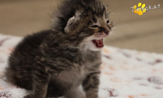 Katze Taavi (Foto by Tiereck.at - Lavanttaler Tierhilfe)