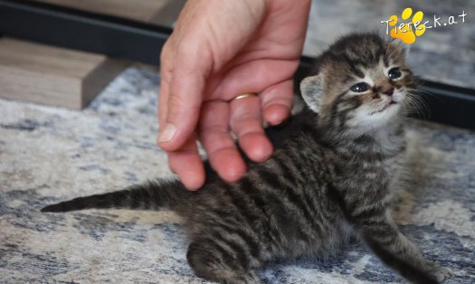 Katze Taavi (Foto by Tiereck.at - Lavanttaler Tierhilfe)