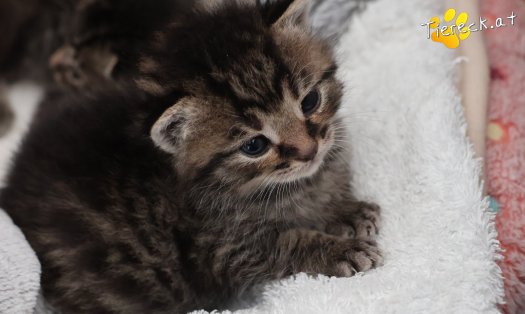 Katze Taavi (Foto by Tiereck.at - Lavanttaler Tierhilfe)