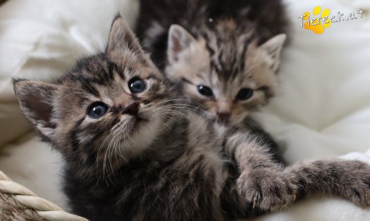 Katze Taavi (Foto by Tiereck.at - Lavanttaler Tierhilfe)