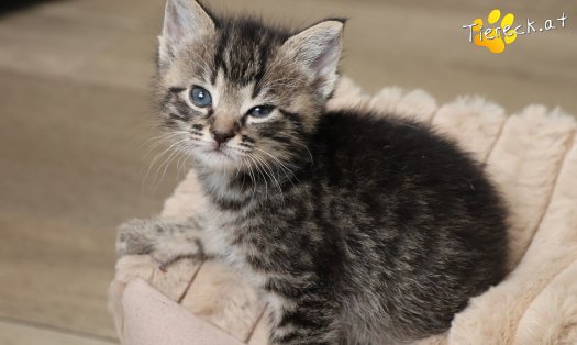 Katze Taavi (Foto by Tiereck.at - Lavanttaler Tierhilfe)