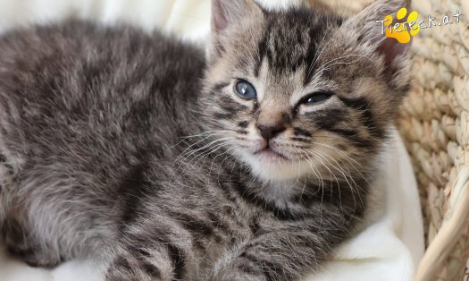 Katze Taavi (Foto by Tiereck.at - Lavanttaler Tierhilfe)