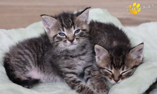 Katze Taavi (Foto by Tiereck.at - Lavanttaler Tierhilfe)