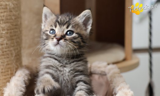 Katze Taavi (Foto by Tiereck.at - Lavanttaler Tierhilfe)