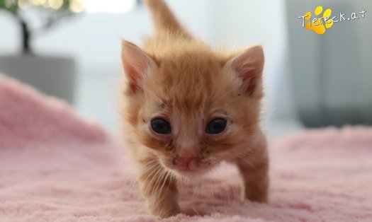 Katze Kiano (Foto by Tiereck.at - Lavanttaler Tierhilfe)