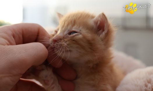 Katze Kiano (Foto by Tiereck.at - Lavanttaler Tierhilfe)