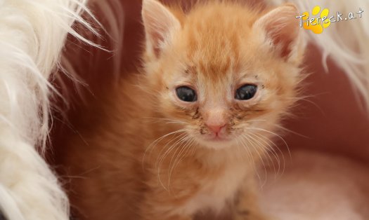 Katze Kiano (Foto by Tiereck.at - Lavanttaler Tierhilfe)