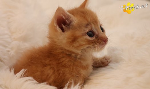 Katze Kiano (Foto by Tiereck.at - Lavanttaler Tierhilfe)