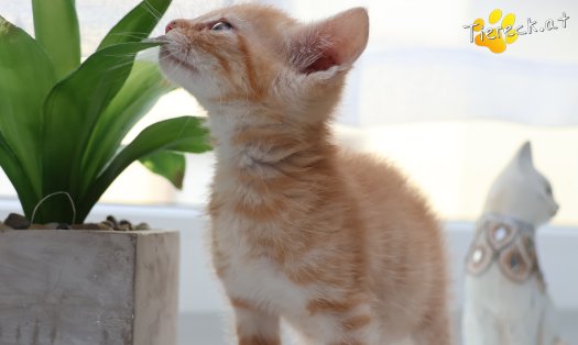 Katze Kiano (Foto by Tiereck.at - Lavanttaler Tierhilfe)