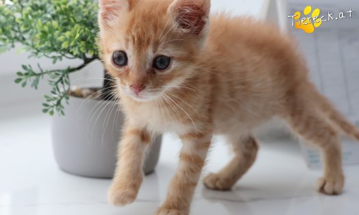Katze Kiano (Foto by Tiereck.at - Lavanttaler Tierhilfe)