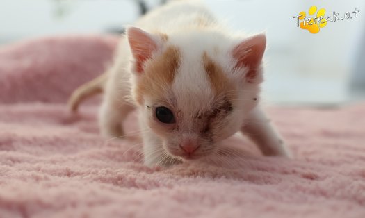 Katze Mira (Foto by Tiereck.at - Lavanttaler Tierhilfe)