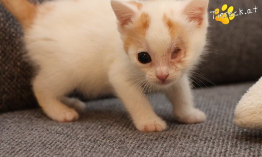 Katze Mira (Foto by Tiereck.at - Lavanttaler Tierhilfe)