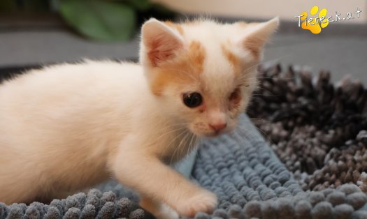 Katze Mira (Foto by Tiereck.at - Lavanttaler Tierhilfe)