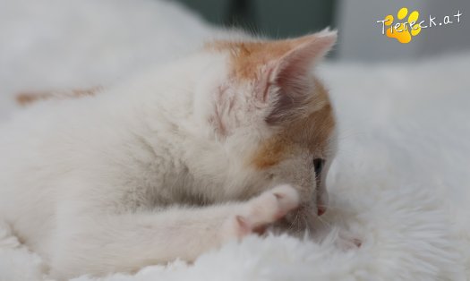 Katze Mira (Foto by Tiereck.at - Lavanttaler Tierhilfe)