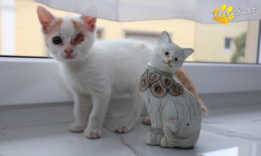 Katze Mira (Foto by Tiereck.at - Lavanttaler Tierhilfe)