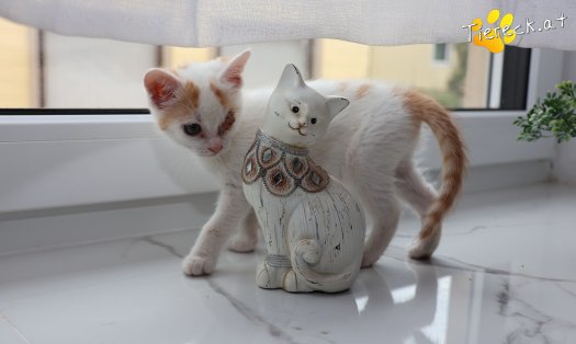 Katze Mira (Foto by Tiereck.at - Lavanttaler Tierhilfe)