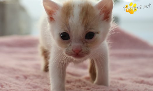 Katze Minnie (Foto by Tiereck.at - Lavanttaler Tierhilfe)