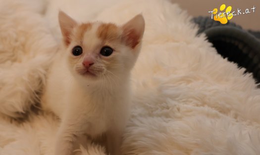 Katze Minnie (Foto by Tiereck.at - Lavanttaler Tierhilfe)