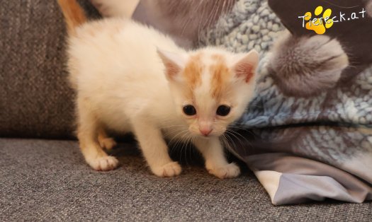 Katze Minnie (Foto by Tiereck.at - Lavanttaler Tierhilfe)