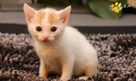 Katze Minnie (Foto by Tiereck.at - Lavanttaler Tierhilfe)