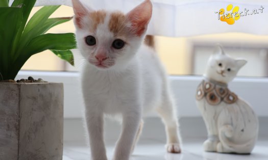 Katze Minnie (Foto by Tiereck.at - Lavanttaler Tierhilfe)