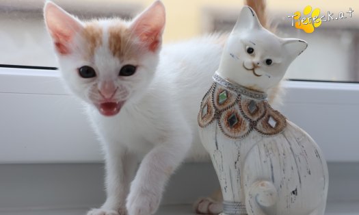 Katze Minnie (Foto by Tiereck.at - Lavanttaler Tierhilfe)