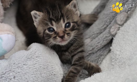 Katze Smilla (Foto by Tiereck.at - Lavanttaler Tierhilfe)