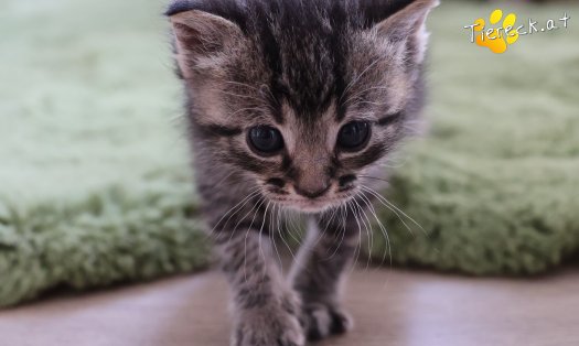 Katze Smilla (Foto by Tiereck.at - Lavanttaler Tierhilfe)