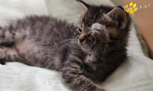 Katze Smilla (Foto by Tiereck.at - Lavanttaler Tierhilfe)