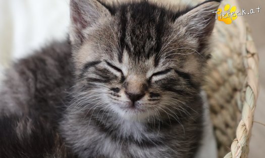 Katze Smilla (Foto by Tiereck.at - Lavanttaler Tierhilfe)