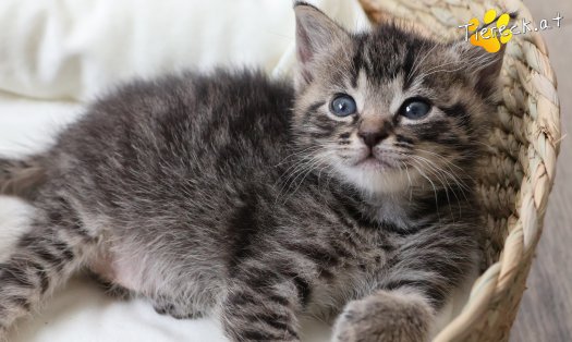Katze Smilla (Foto by Tiereck.at - Lavanttaler Tierhilfe)