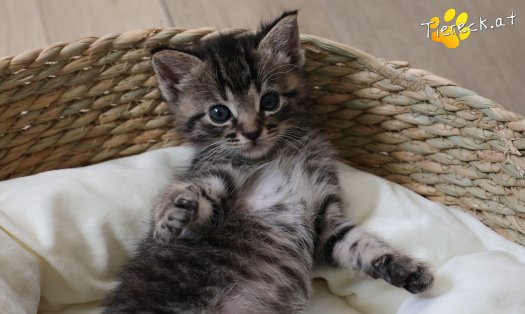 Katze Smilla (Foto by Tiereck.at - Lavanttaler Tierhilfe)