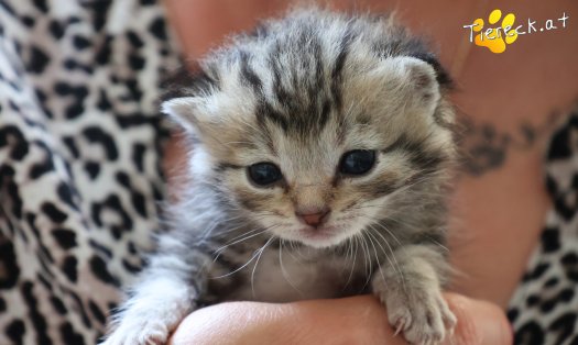 Katze Kiara (Foto by Tiereck.at - Lavanttaler Tierhilfe)