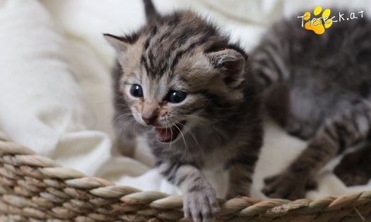 Katze Kiara (Foto by Tiereck.at - Lavanttaler Tierhilfe)