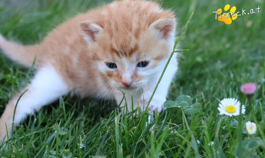 Katze Kilian (Foto by Tiereck.at - Lavanttaler Tierhilfe)