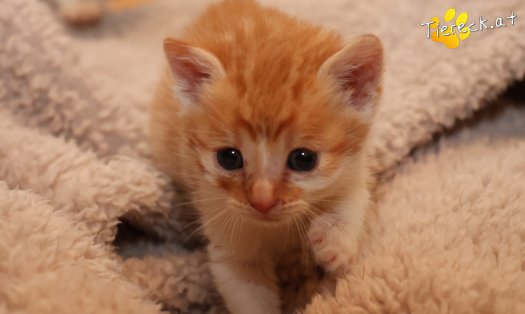 Katze Kilian (Foto by Tiereck.at - Lavanttaler Tierhilfe)