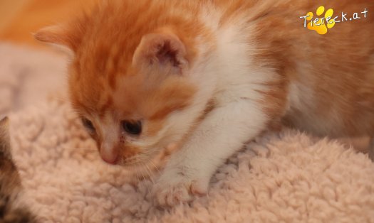 Katze Kilian (Foto by Tiereck.at - Lavanttaler Tierhilfe)