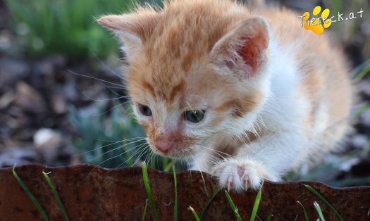Katze Kilian (Foto by Tiereck.at - Lavanttaler Tierhilfe)