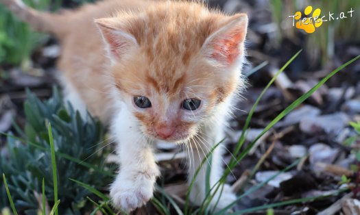 Katze Kilian (Foto by Tiereck.at - Lavanttaler Tierhilfe)