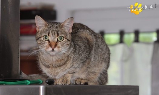 Katze Hella (Foto by Tiereck.at - Lavanttaler Tierhilfe)