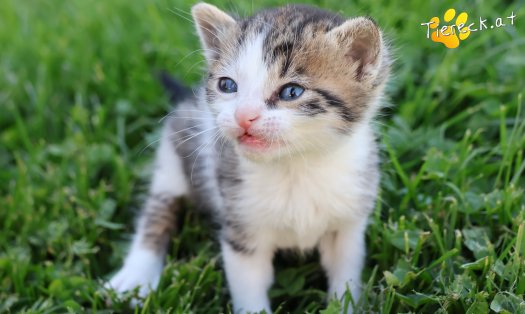 Katze Rosalie (Foto by Tiereck.at - Lavanttaler Tierhilfe)