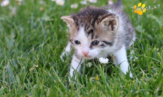 Katze Rosalie (Foto by Tiereck.at - Lavanttaler Tierhilfe)