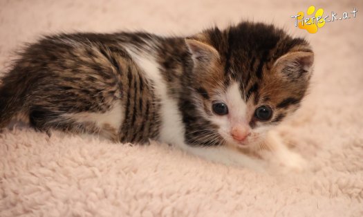 Katze Rosalie (Foto by Tiereck.at - Lavanttaler Tierhilfe)