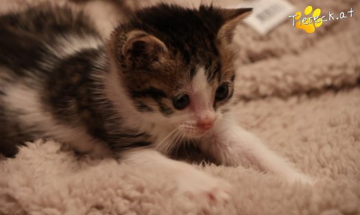Katze Rosalie (Foto by Tiereck.at - Lavanttaler Tierhilfe)