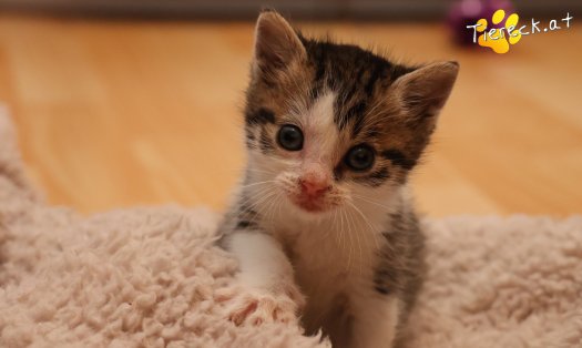 Katze Rosalie (Foto by Tiereck.at - Lavanttaler Tierhilfe)