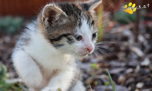 Katze Rosalie (Foto by Tiereck.at - Lavanttaler Tierhilfe)